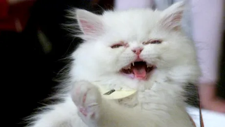 Guvernul Romaniei are, incepand de azi, patru noi membri!