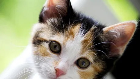 14 chestii interesante despre pisici