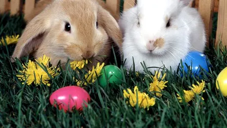 Ce legătură există între iepuraș, ouă și Paște