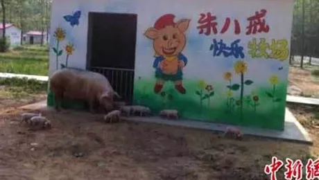 Primul complex rezidențial pentru porci (Poze)