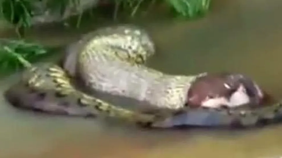 ȘOCANT: Un șarpe anaconda 