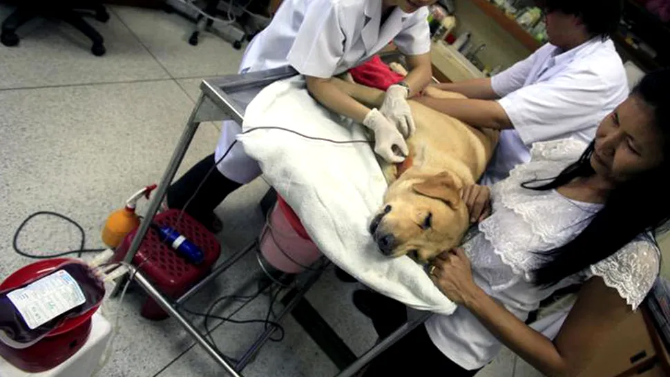Un câine a salvat viața unei pisici donându-i sânge