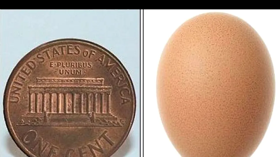 O gaina de la o ferma din America a facut cel mai mic ou din lume