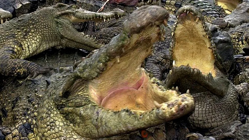 15.000 de crocodili au scăpat dintr-o fermă sud-africană, unul fiind capturat într-o școală