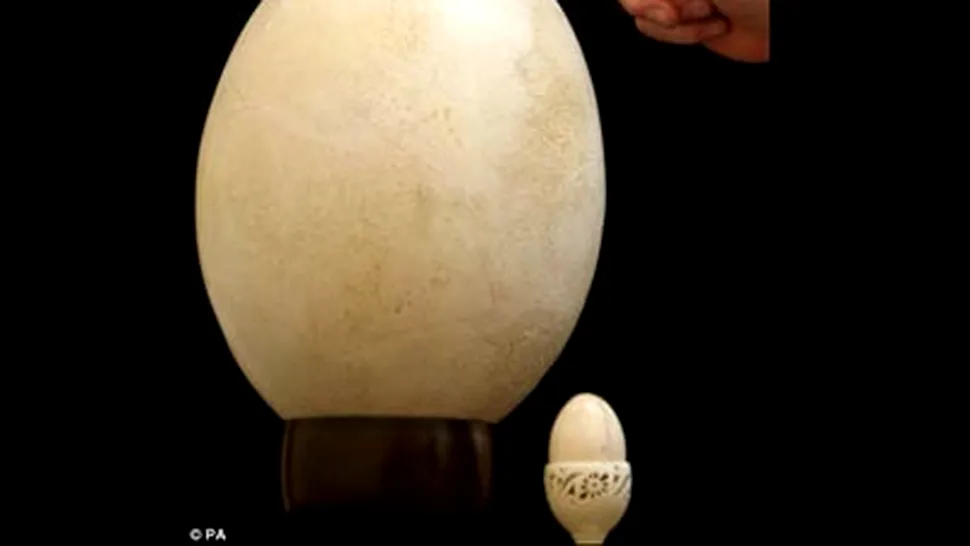 Un ou gigant, vechi de 400 de ani, valoreaza 5.000 de lire sterline