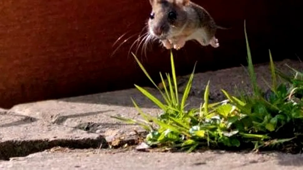 Șoarecele zburător, surprins de un fotograf