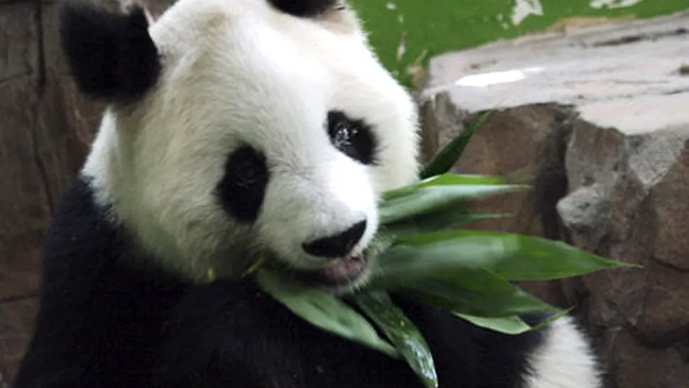 Cel mai batran urs panda din lume a murit