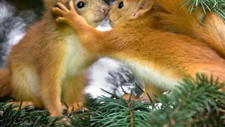Veverita femela nu refuza niciodata o partida de amor