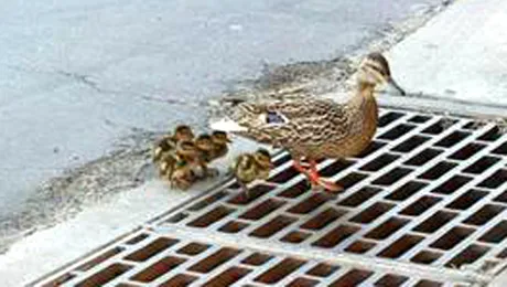 Cand stii sigur ca ai incurcat-o (Poze)