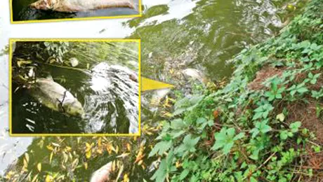Atentie! Pestii morti in Lacul Herastrau, risc de infectie