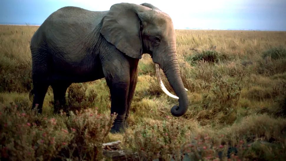 Un elefant mort a fost transformat in combustibil
