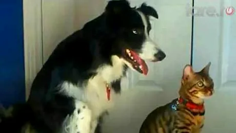 Cine se pricepe mai bine la trucuri, cainele sau pisica? (Video)