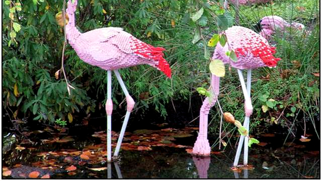O familie de flamingo, amplasta în habitatul natural