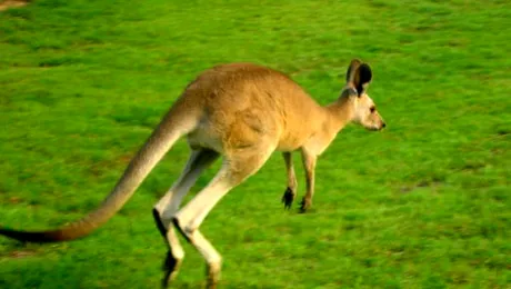 De ce cangurii au marsupiu?