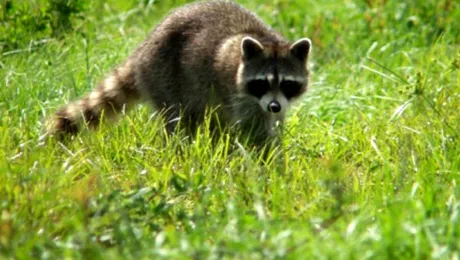 Ratonii își spală hrana?