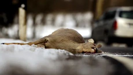 SUA: Șoferii au voie legal să mănânce mortăciuni de pe șosele