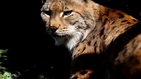 Silviu Matei, fotograful din salbaticie