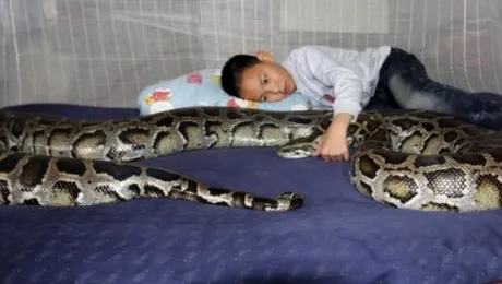 De 13 ani are același prieten: un piton de aproape 100 de kilograme!