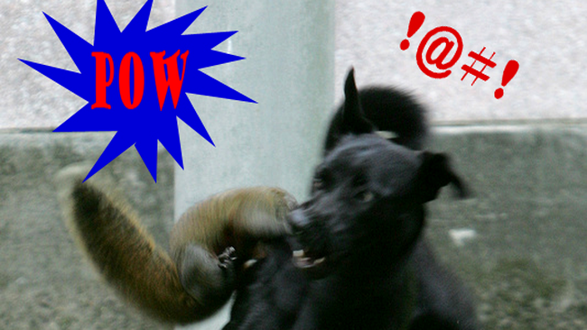 Veverita se bate cu catelul