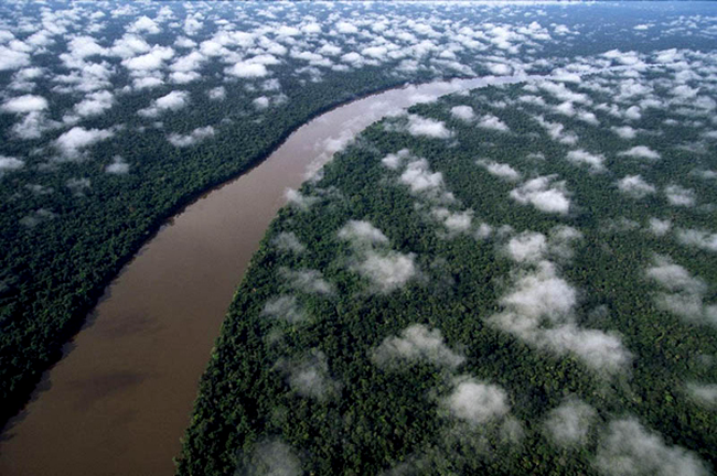 Amazon Rain Forest, Venezuela