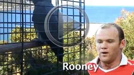 Toti papagalii stiu echipa lui Manchester United (Video)