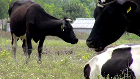 Vacile din Snagov vor avea mai putina iarba la dispozitie