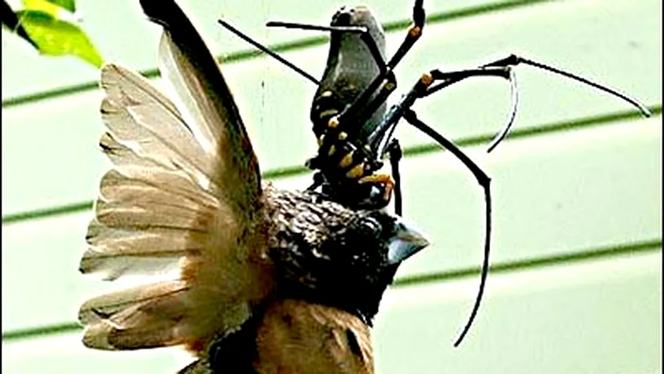 Cum poate o pasare sa fie mancata de un paianjen (Foto)