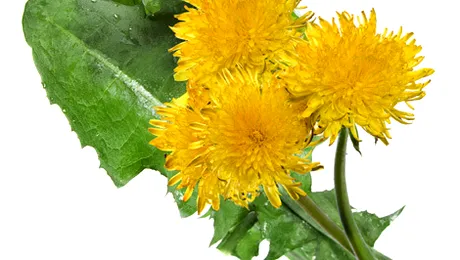 Păpădia, un remediu oficial pentru boli