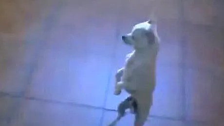 Catelul care danseaza flamenco, vedeta pe internet (Video)
