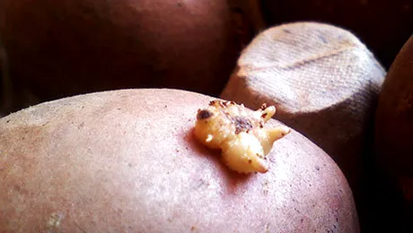 Cartof, pe post de contraceptiv