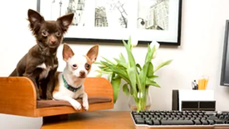 Tine-ti tastatura aproape si pisica si mai aproape