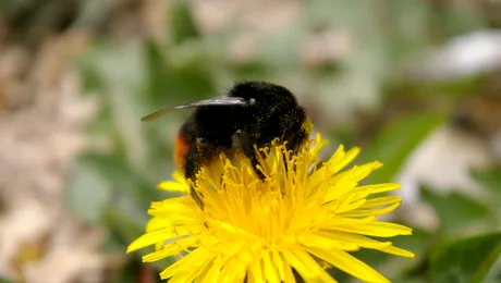 Florile nu vor mai mirosi
