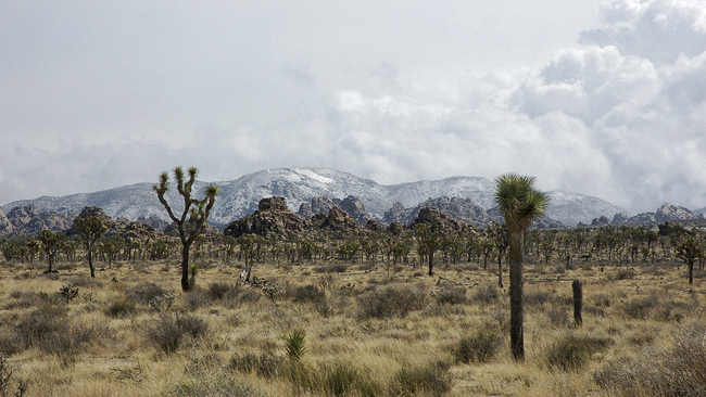 Joshua Tree National Park