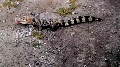 Rusia: Un crocodil aflat în libertate are… cont de Twitter