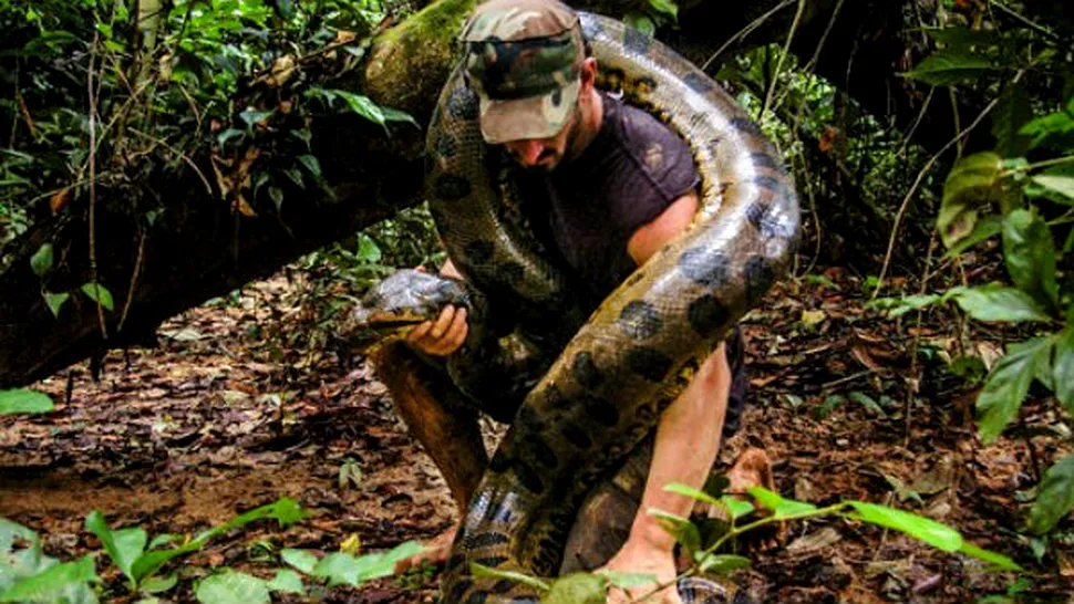 Se lasă mâncat de viu de o anaconda uriaşă! Totul va fi difuzat la TV 