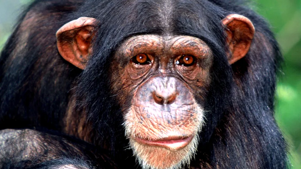 Cimpanzeu din Rusia, internat intr-o clinica de dezalcoolizare
