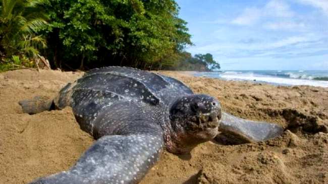 broasca testoasa pieloasa