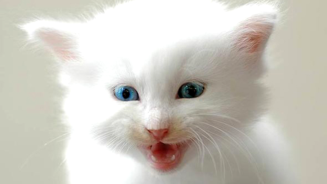 Micuta Hiro are doar o luna, dar se crede deja o felina fioroasa