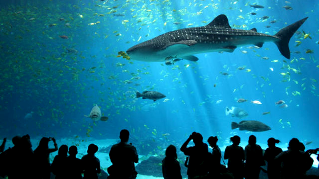 Georgia Aquarium
