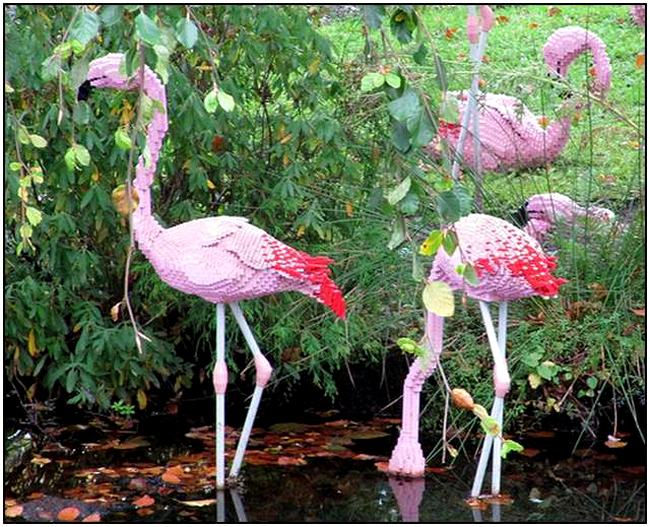 O familie de flamingo, amplasta în habitatul natural