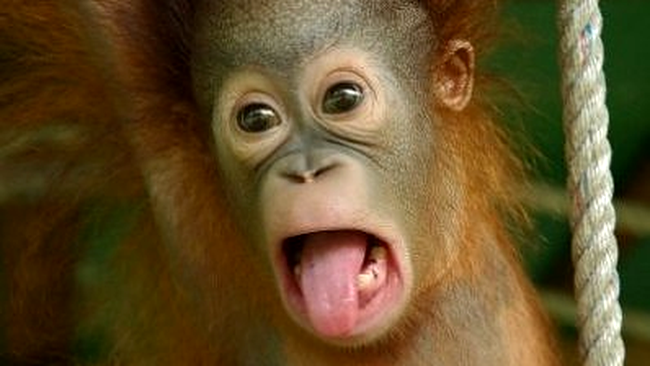 urangutan