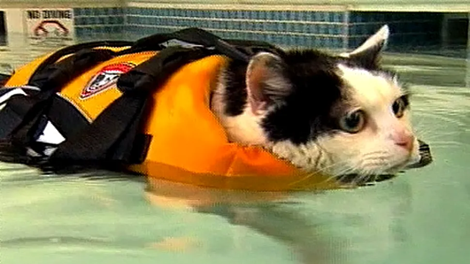 O pisică obeză înoată pentru a slăbi (Video)