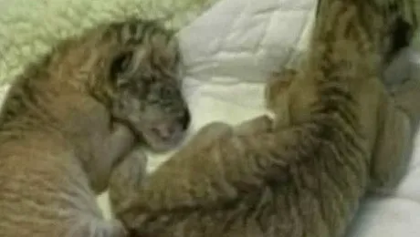 Leu + tigru = ligru (Video)