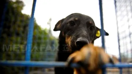 Azi se decide soarta cainilor comunitari