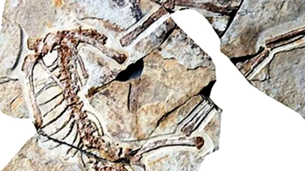 Au fost descoperiti cei mai vechi dinozauri cu pene