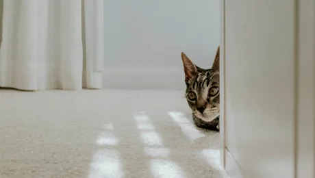 Mocheta: material și stil pentru fiecare cameră