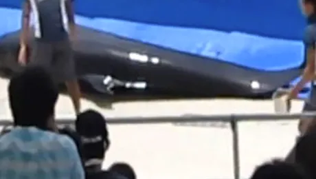 Un delfin a incercat sa se sinucida, sarind din acvariu