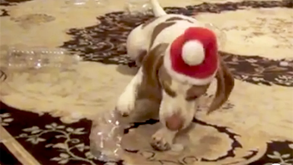 Reacția unui câine la cadoul primit de Crăciun (Video)