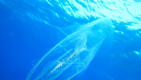 Oamenii se trag din meduze