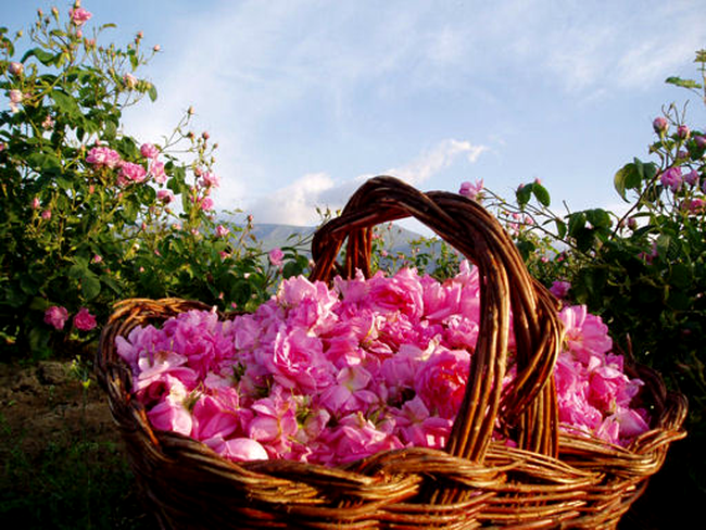 Valea Trandafirilor Bulgaria